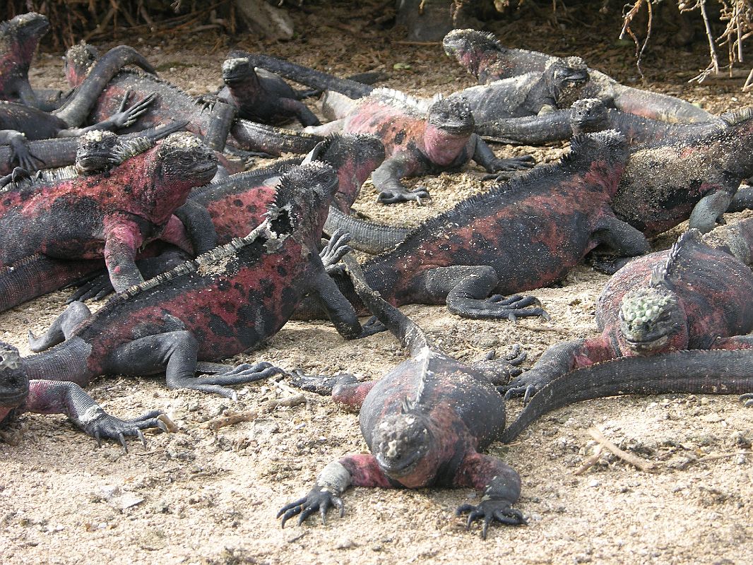 Galapagos 3-1-03 Espanola Punta Suarez Marine Iguanas